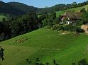 Kuehe auf der Sommerweide